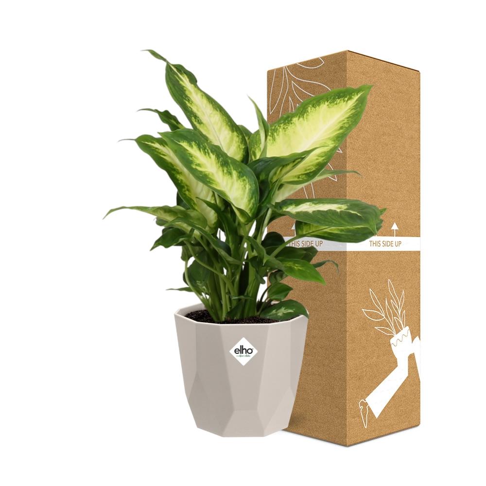 Dieffenbachia ‘Camilla’ in ELHO b.for rock 14 cm warm grey