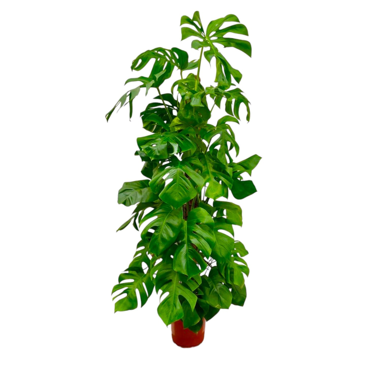 Monstera Deliciosa XXL – Pflegeleichte XXL-Grünpflanze
