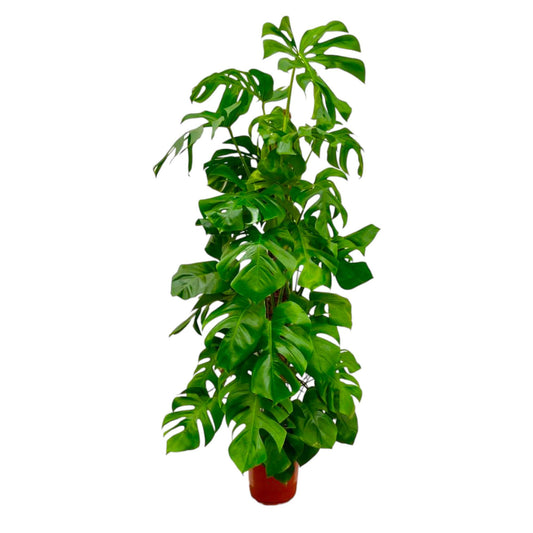 Monstera Deliciosa XXL – Pflegeleichte XXL-Grünpflanze