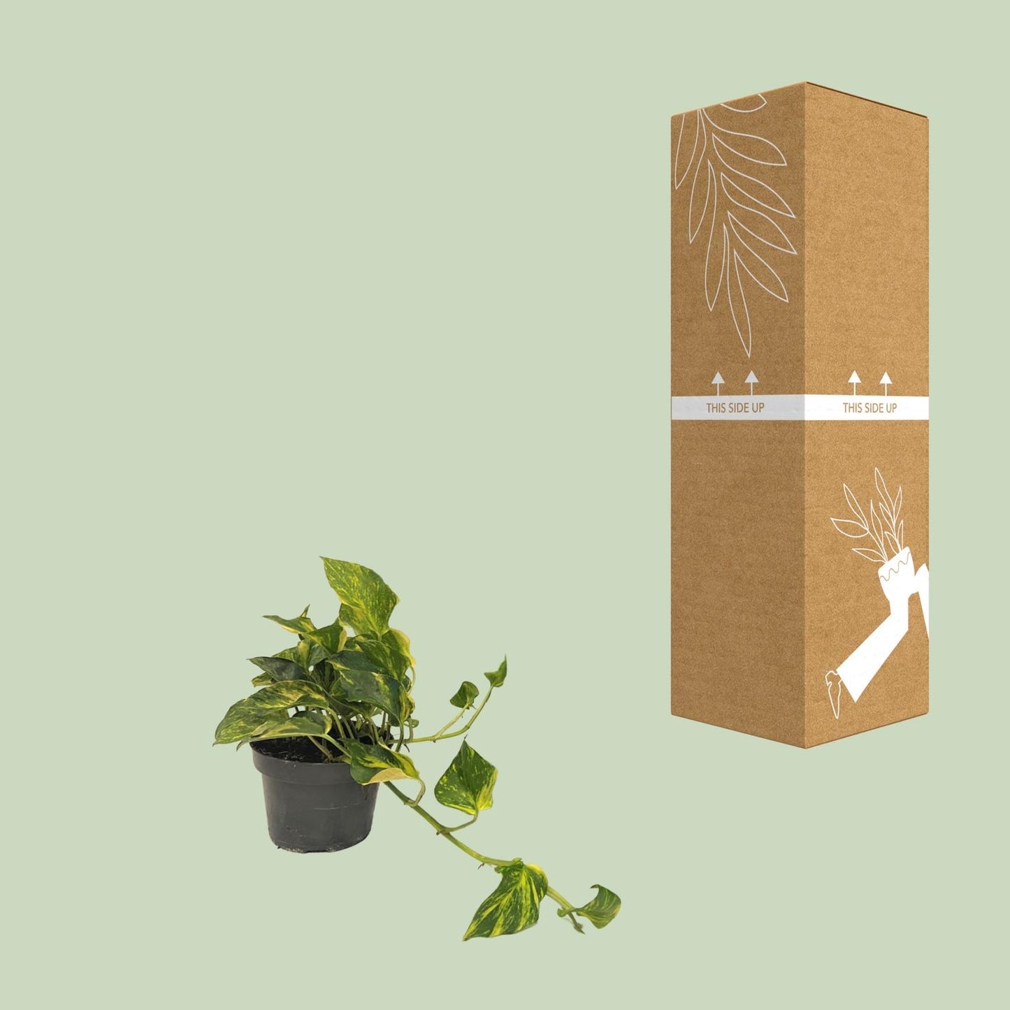 Scindapsus Epipremnum N'joy Gold - Ø12cm Topf - 25cm Höhe