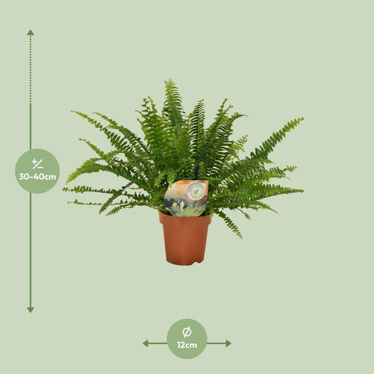 Nephrolepis Green Lady – Pflegeleichter Boston Farn Ø12cm
