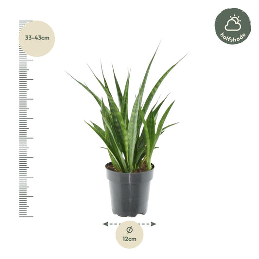 Sansevieria kirkii 'Friends' – Pflegeleichter Bogenhanf 38 cm