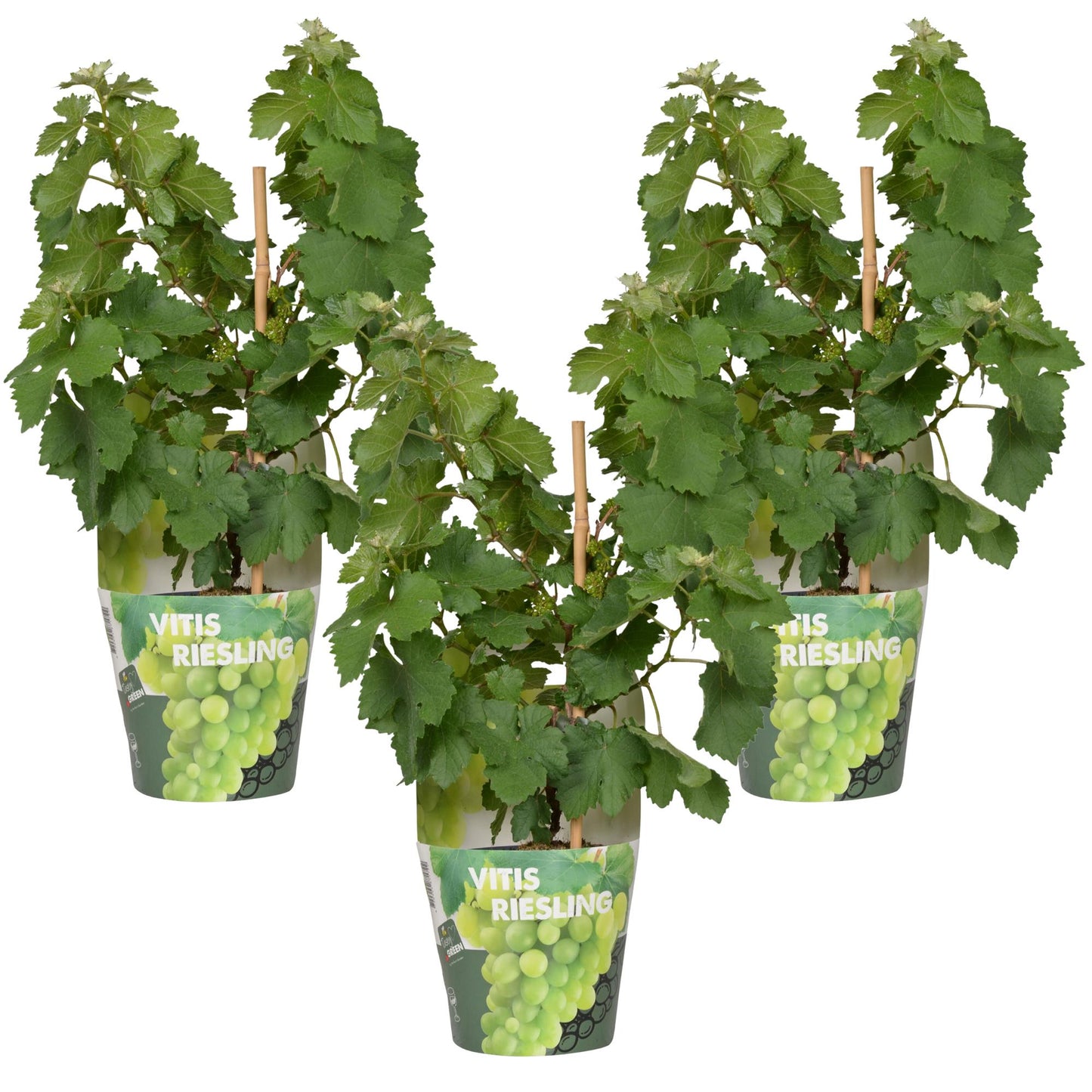 3x Vitis Pixie 'Riesling' - Zwergtraube Ø14cm Topf