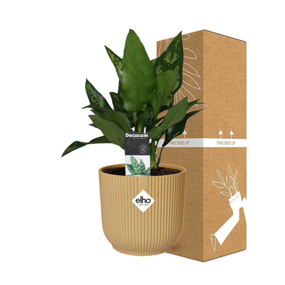 Aglaonema Maria im ELHO Vibes Fold 14cm Gelb