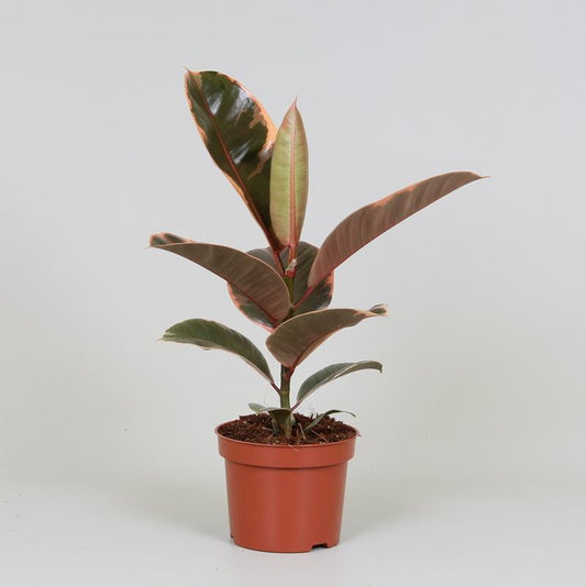 Ficus Elastica Belize – Pflegeleichter Gummibaum Ø12cm, 30cm hoch