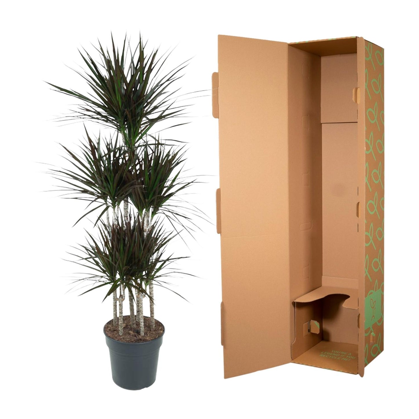 Dracaena Magenta Carrousel – Pflegeleichte XXL-Zimmerpflanze 150cm