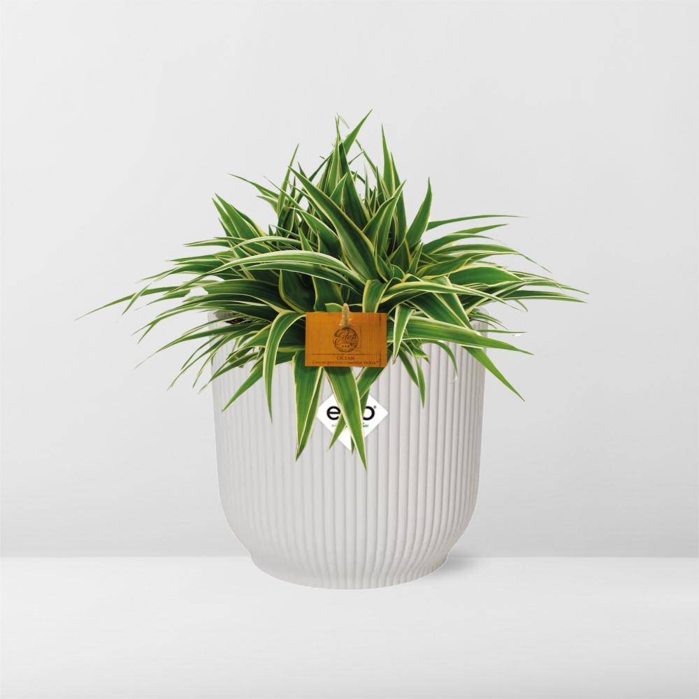 Chlorophytum Ocean 15cm in ELHO Vibes Fold weiß