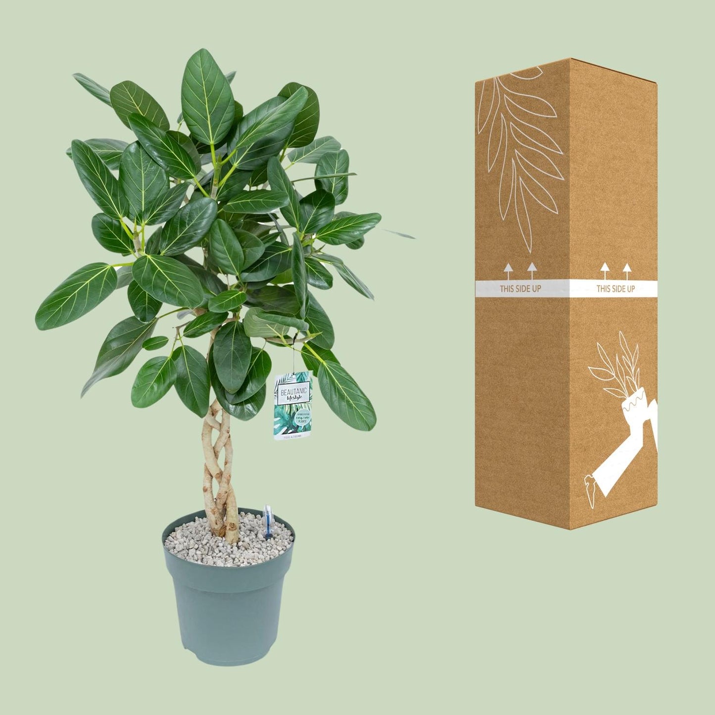 Ficus Altissima – Pflegeleichter XXL-Zimmerbaum Ø27cm, 110cm hoch