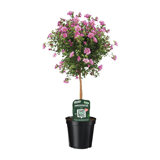 Anisodontea Elegans – Kapmalve im Ø19cm Topf, 75cm hoch