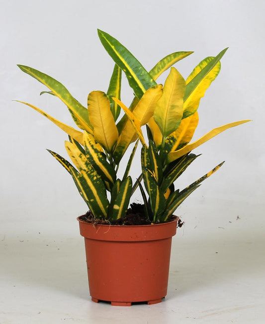 Croton Sunny Star – Farbstarker Blattschmuck Ø12cm