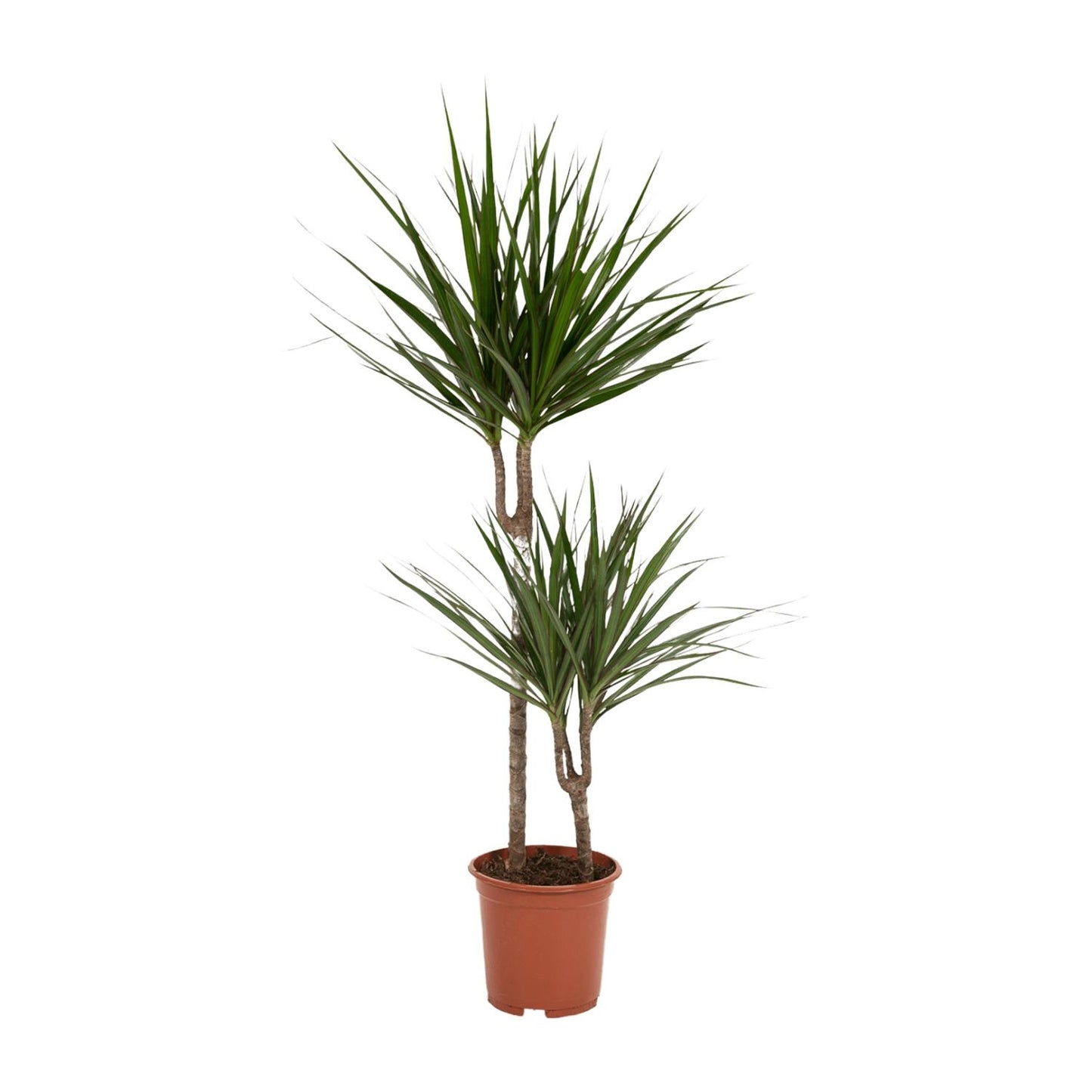 Dracaena Marginata – Stilvolle, pflegeleichte Zimmerpflanze Ø19cm