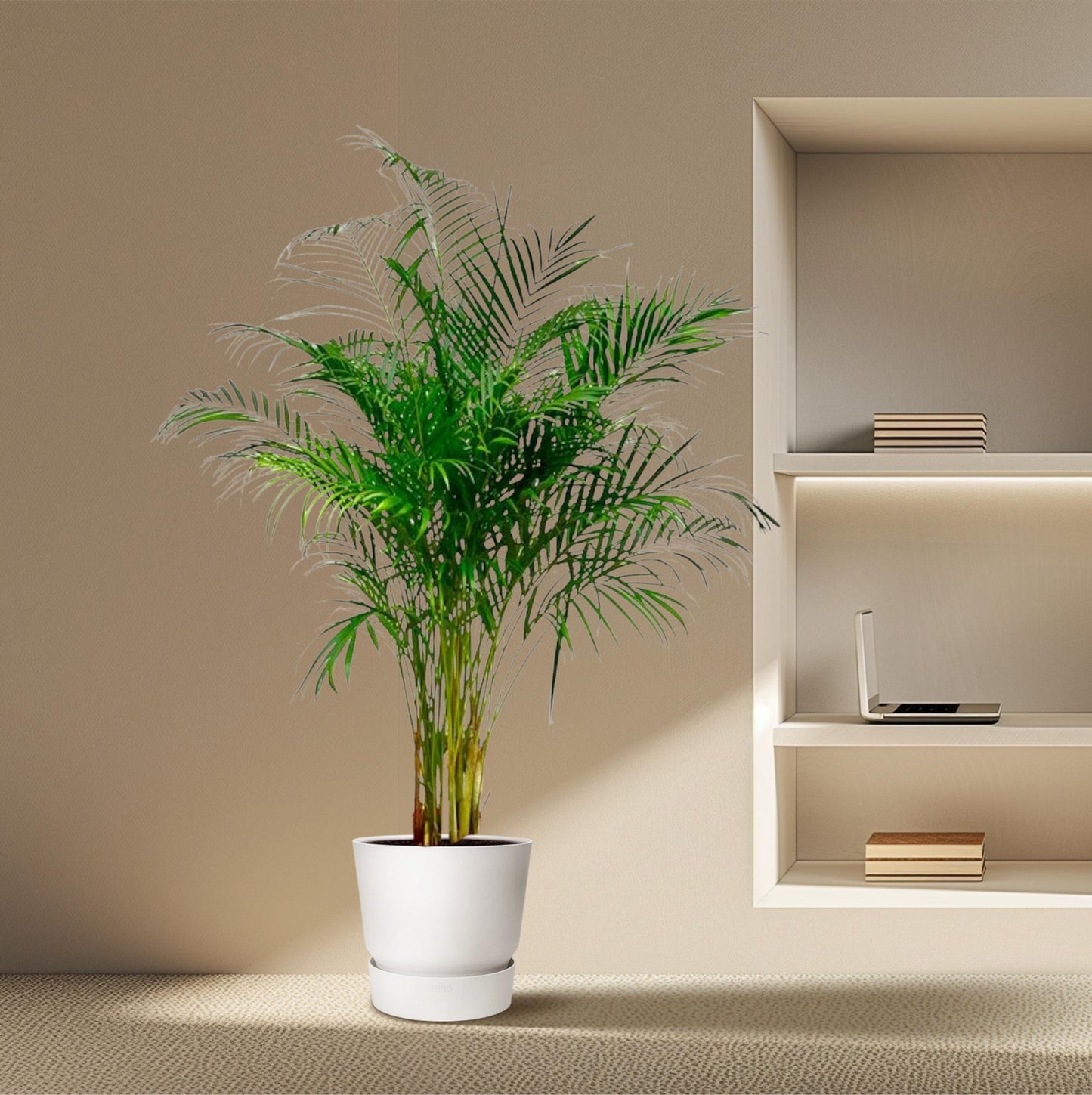 Dypsis Lutescens (Areca-Palme) – 180 cm, ø27 cm