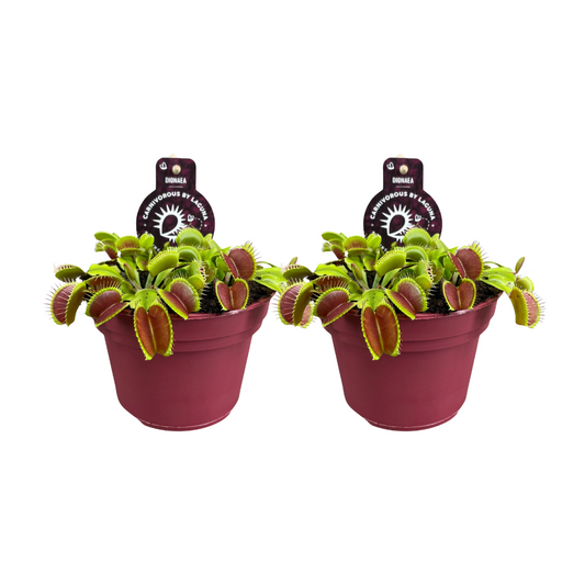 Dionaea Muscipula – Venusfliegenfalle 2er-Set Ø12cm