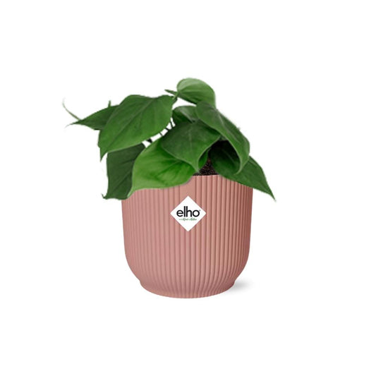 Philodendron Scandens im ELHO Vibes Fold 14cm Topf rosa