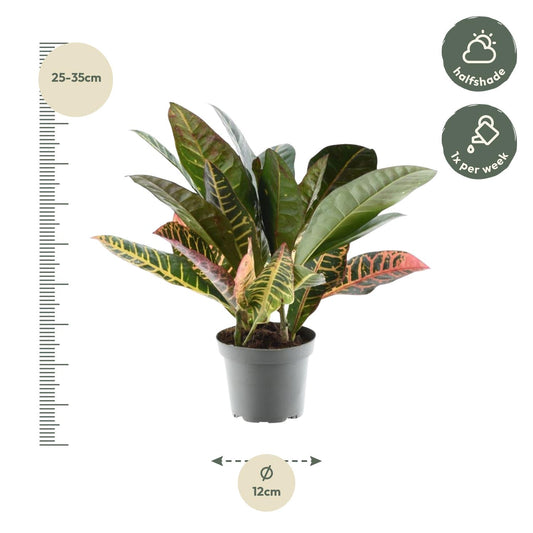 Codiaeum variegatum 'Petra' – Pflegeleichter Blattstar 30 cm