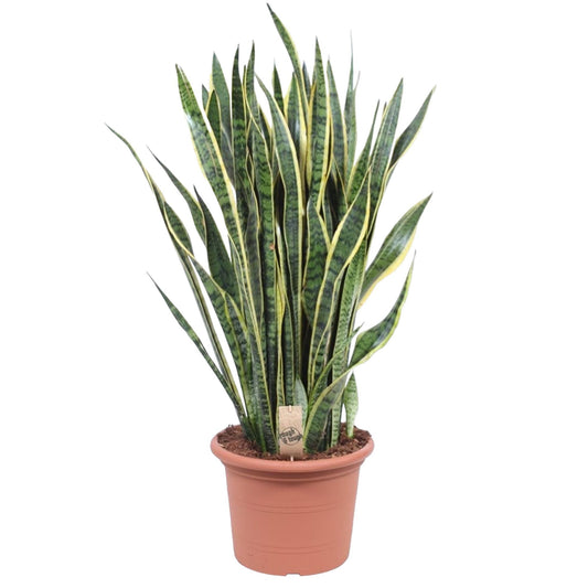 Sansevieria Laurentii – Pflegeleichte Schlangenpflanze 100 cm