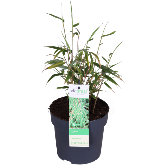 Fargesia rufa Bambus – kompakter, pflegeleichter Bambus Ø29cm