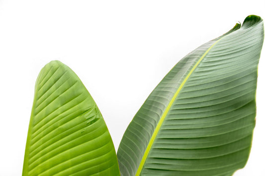 Strelitzia Augusta – Weißer Paradiesvogel XXL 220cm