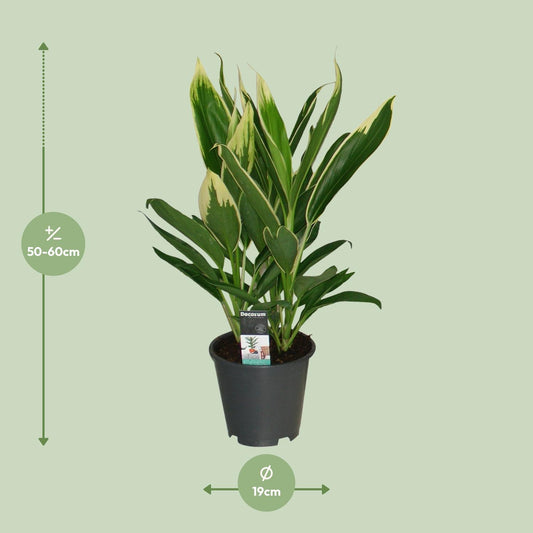 Cordyline New Conga – Pflegeleichte Designpflanze Ø19cm