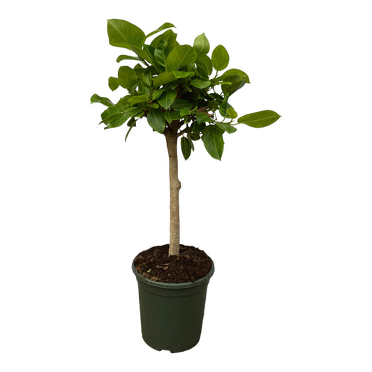Ficus Altissimo Variegata – Pflegeleichter Blattschmuck 100 cm