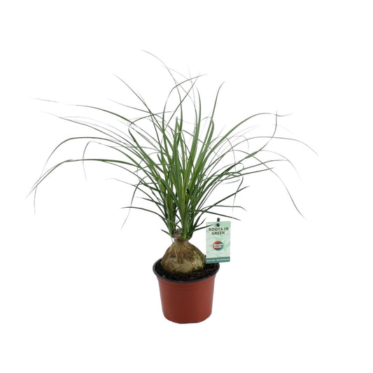 Beaucarnea Nolina Recurvata – pflegeleichte Elefantenfußpflanze Ø12cm