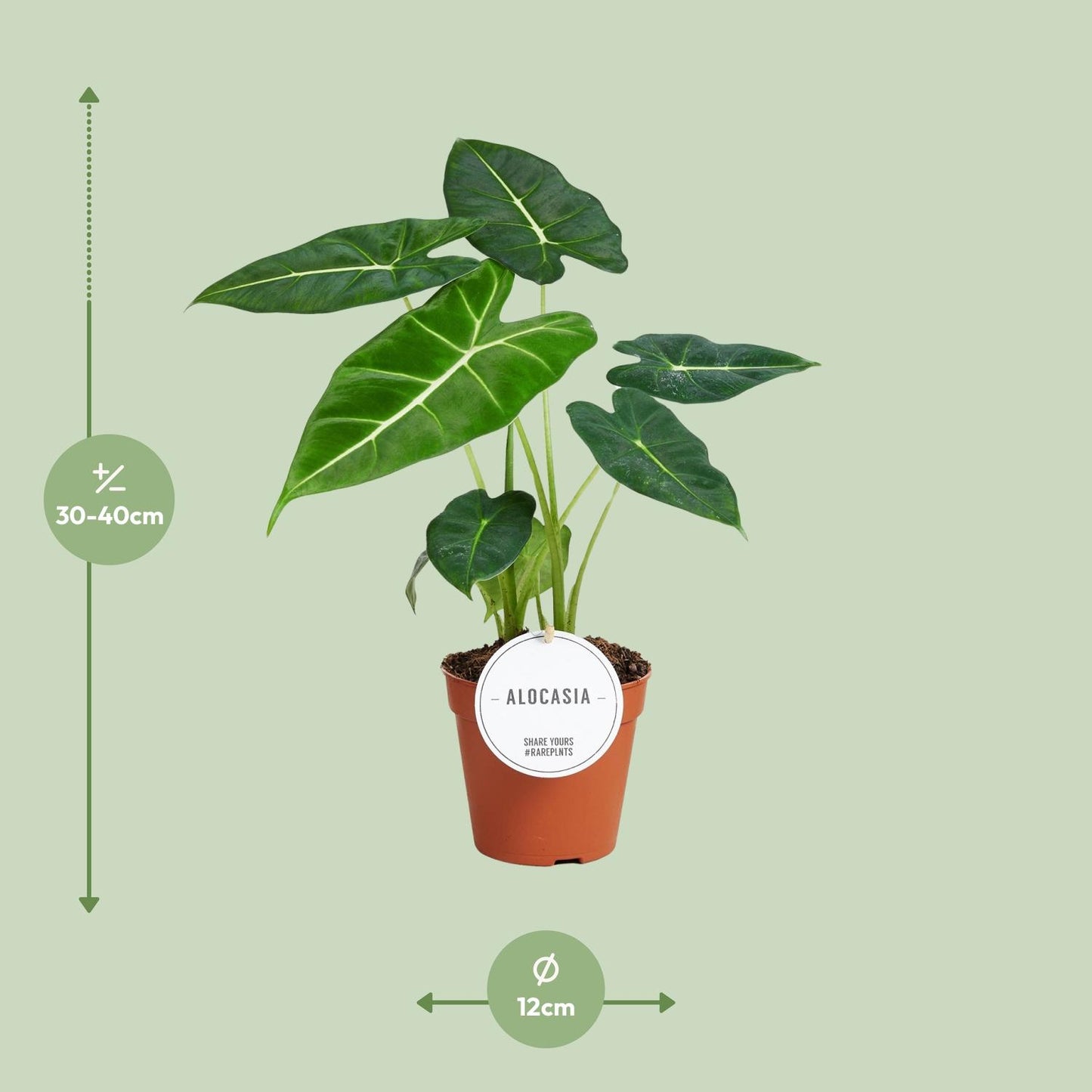 Alocasia Frydek – Elegantes Elefantenohr für Ihr Zuhause