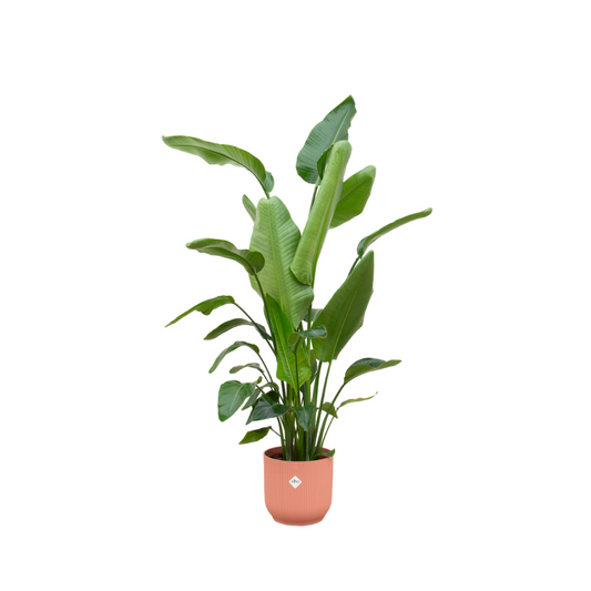 Strelitzia Nicolai mit elho Vibes Fold Round Topf Rosa – 180 cm