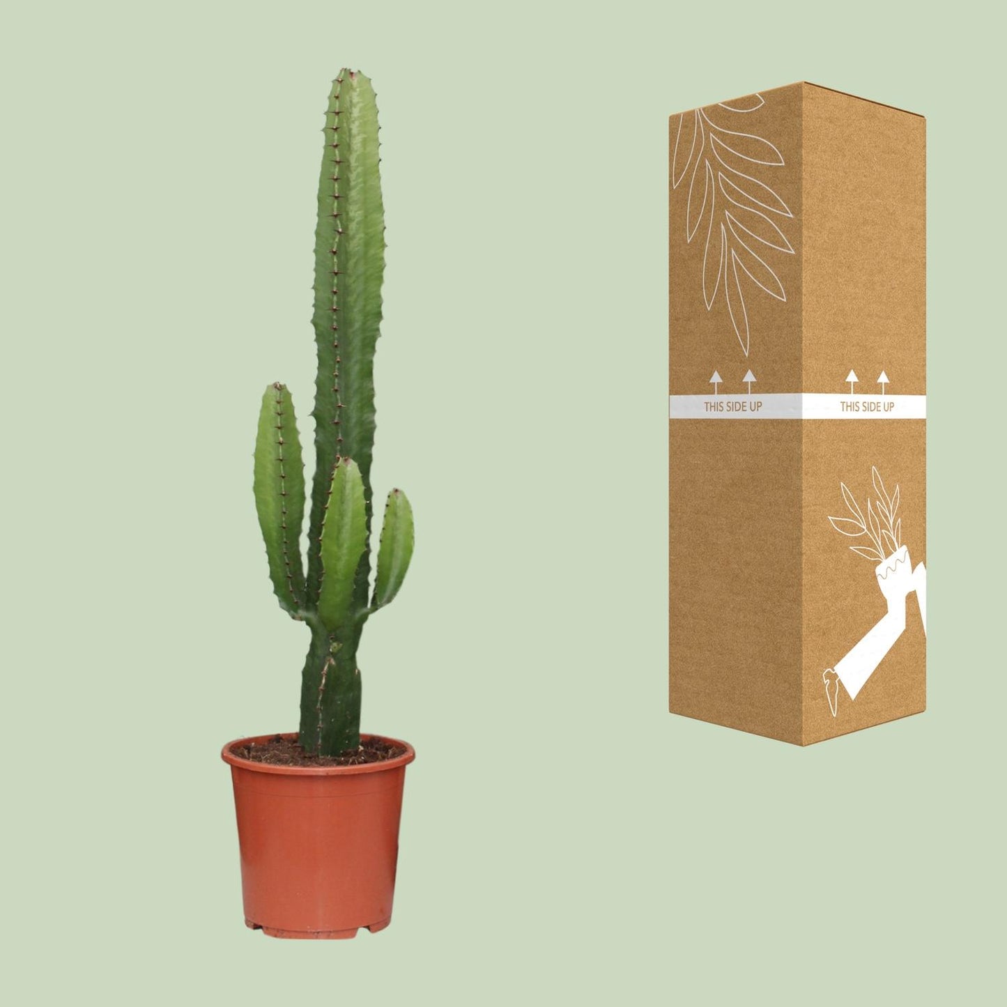 Euphorbia Acrurensis – Pflegeleichte Sukkulente Ø17cm