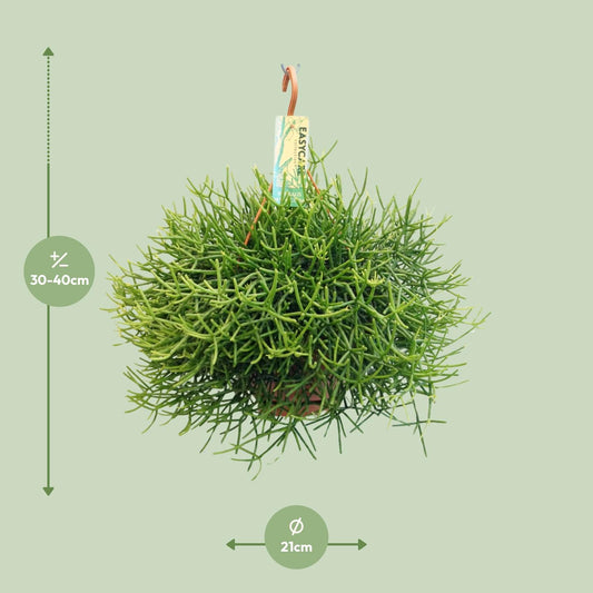 Rhipsalis Heteroclada – pflegeleichte Ampelpflanze Ø21 cm