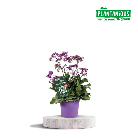 Limonium Salt Lake – Pflegeleichte Zierspargel-Pflanze Ø19cm