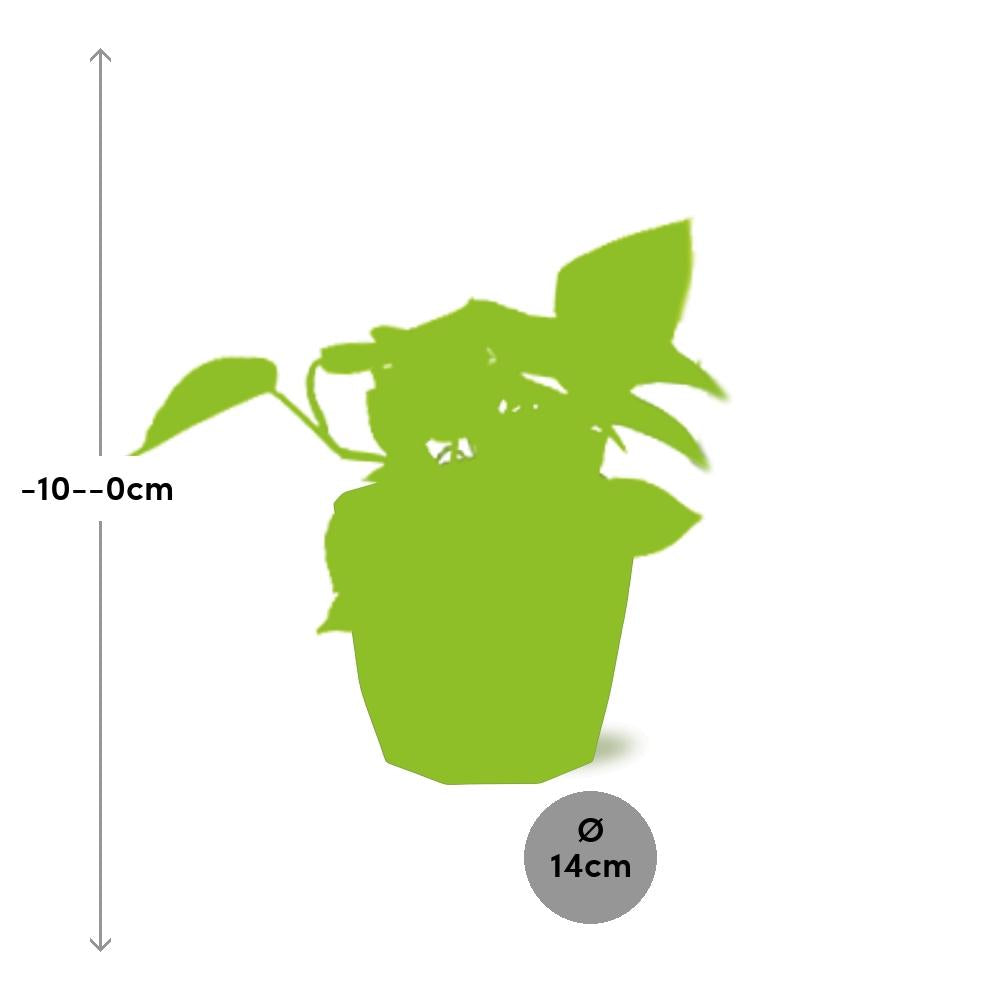 Epipremnum Pinnatum ‘Golden Pothos’ – Pflegeleichte Kletterpflanze in 14cm Topf
