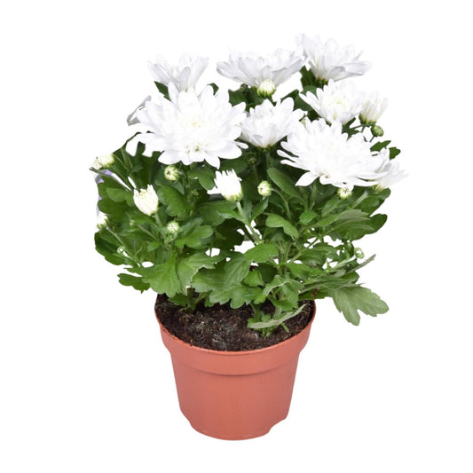 Chrysant Brave – Pflegeleichte Polster-Chrysantheme Ø12cm