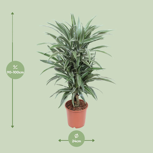 Dracaena Warneckei – Eleganter Drachenbaum Ø24cm, 100cm hoch