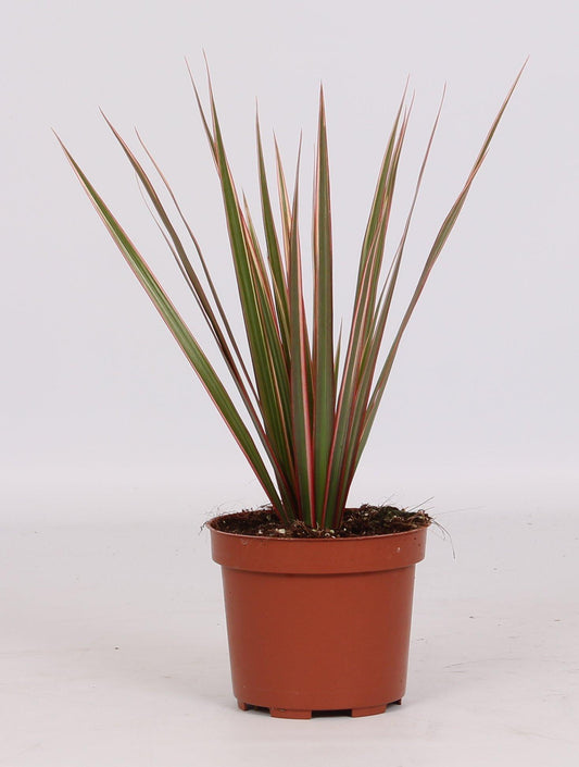 Dracaena Bicolor Kopfsteckling Ø12cm, 30cm hoch