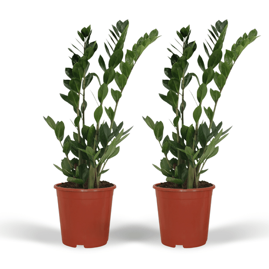 2x Zamioculcas Zamiifolia – Pflegeleichte Smaragdpalme 70cm