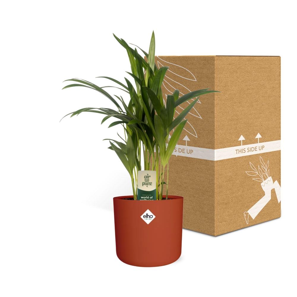 Dypsis Lutescens (Bambuspalme) in ELHO b.for soft 14cm brique