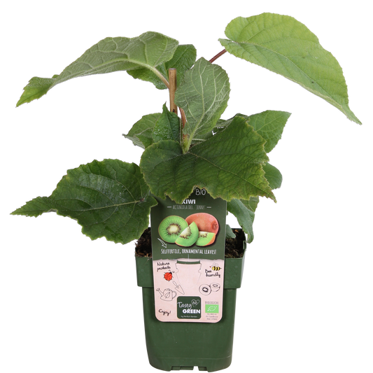 Actinidia deliciosa 'Jenny' – Kiwi Pflanze Ø13cm, ca. 45cm hoch