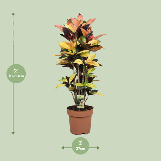 Codiaeum Mrs Iceton – Bunte, pflegeleichte Zimmerpflanze Ø27cm