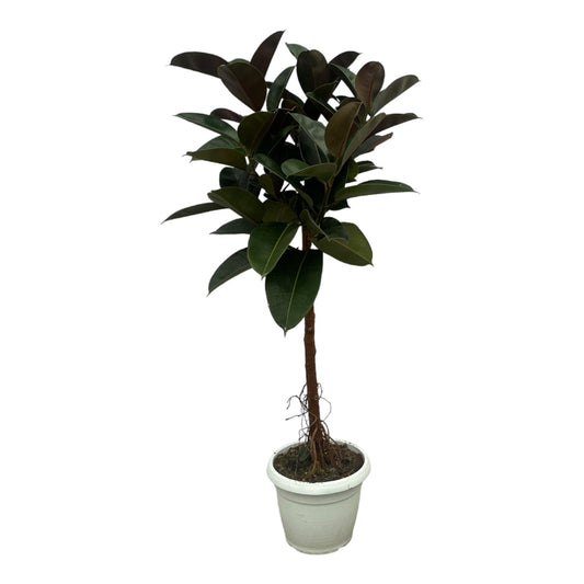 Ficus Elastica Robusta Stamm - 140 cm XXL Zimmerpflanze