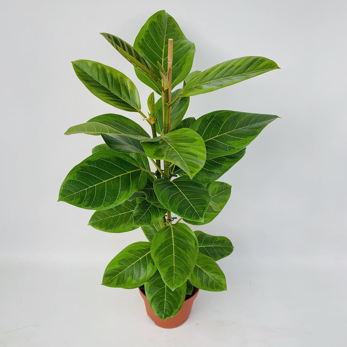 Ficus Altissima - Pflegeleichter Feigenbaum Ø21cm, 95cm hoch