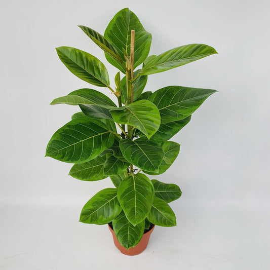 Ficus Altissima - Pflegeleichter Feigenbaum Ø21cm, 95cm hoch