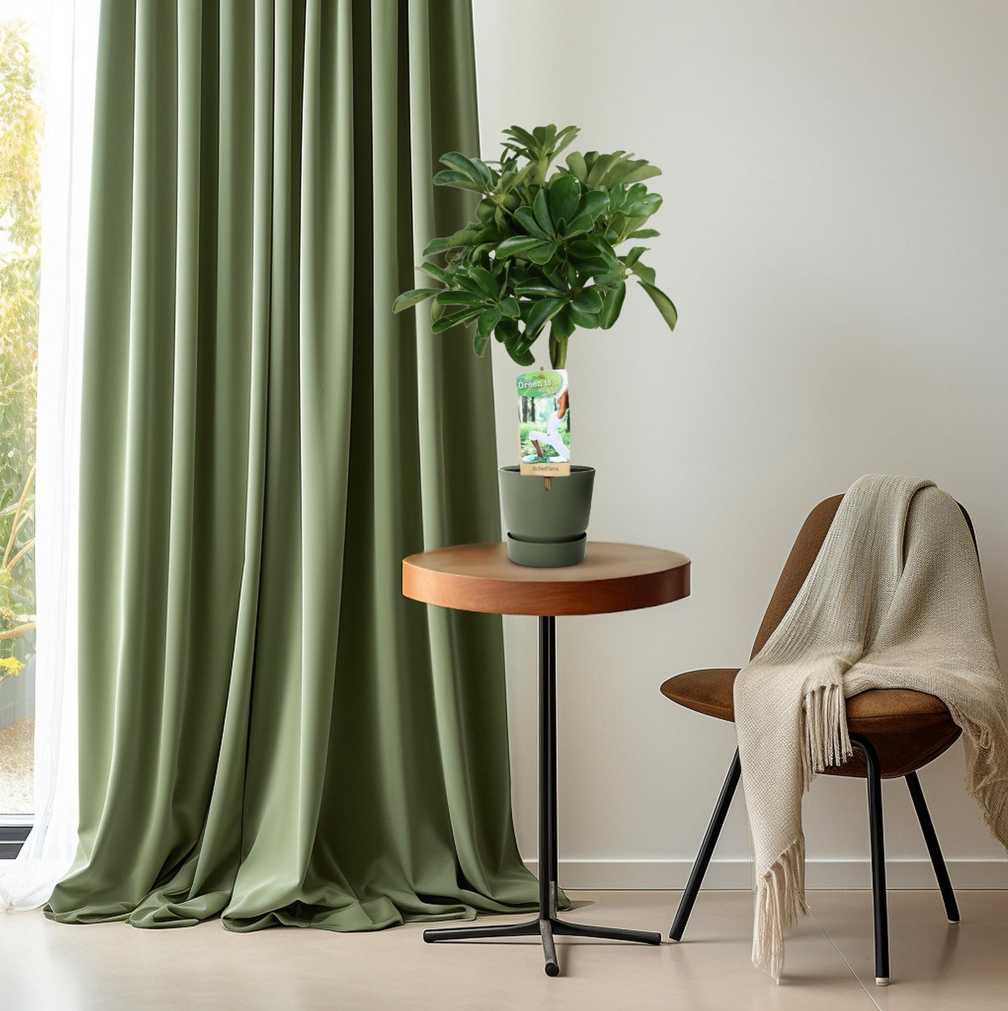 Schefflera Nora – Schirmpflanze mit geflochtenem Stamm Ø17cm