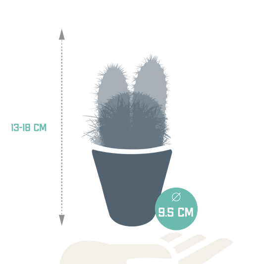 Kakteenmischung im weißen Topf – 3er Set, 8,5 cm