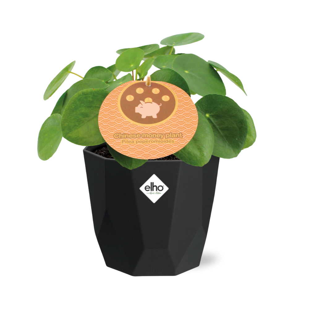 Aluminiumanlage (Pilea cadierei) 14cm Topf schwarz