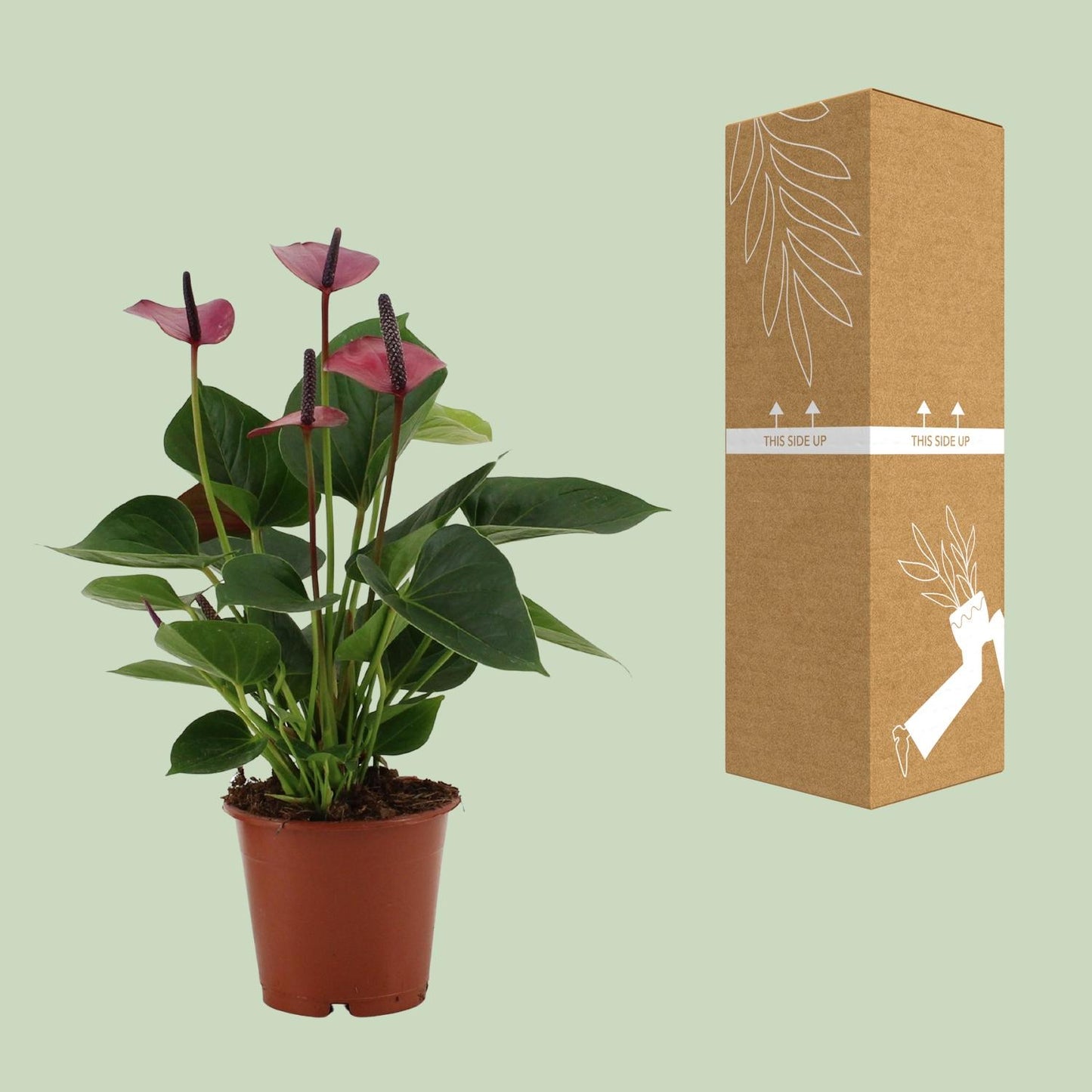 Anthurium Baby Purple – Pflegeleichte Designpflanze Ø12cm