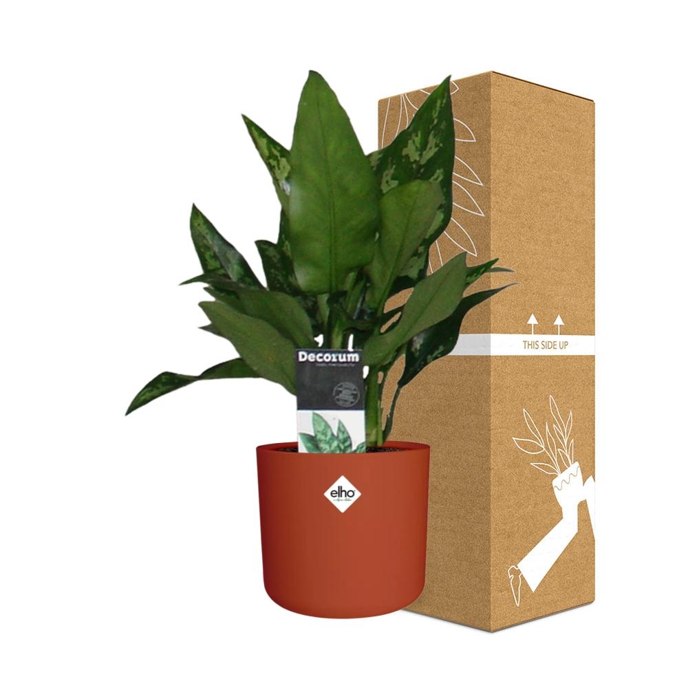 Aglaonema Maria – Pflegeleichte Design-Zimmerpflanze 14cm