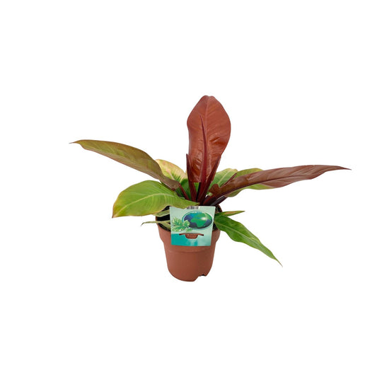 Philodendron Prince Of Orange – Pflegeleichte Zimmerpflanze Ø19cm