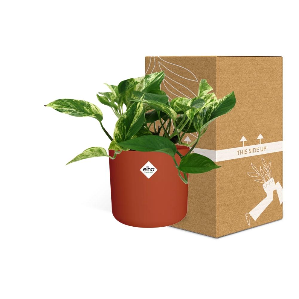 Scindapsus Marble Queen in ELHO b.for soft Rond 14cm Brique