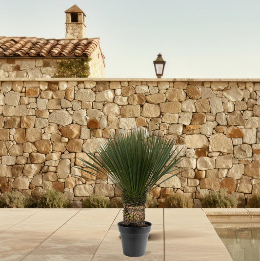Yucca Rostrata XXL – 130-150 cm – Ø 50 cm