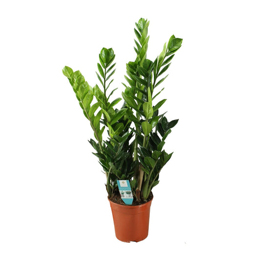 Zamioculcas (ZZ-Pflanze) Ø21cm – pflegeleicht & elegant